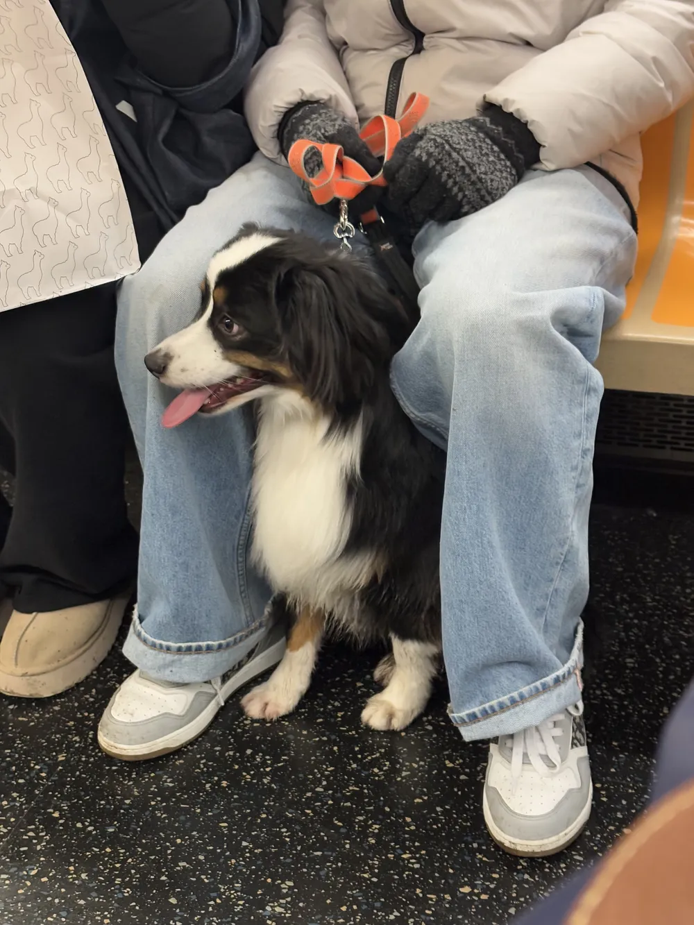 dog