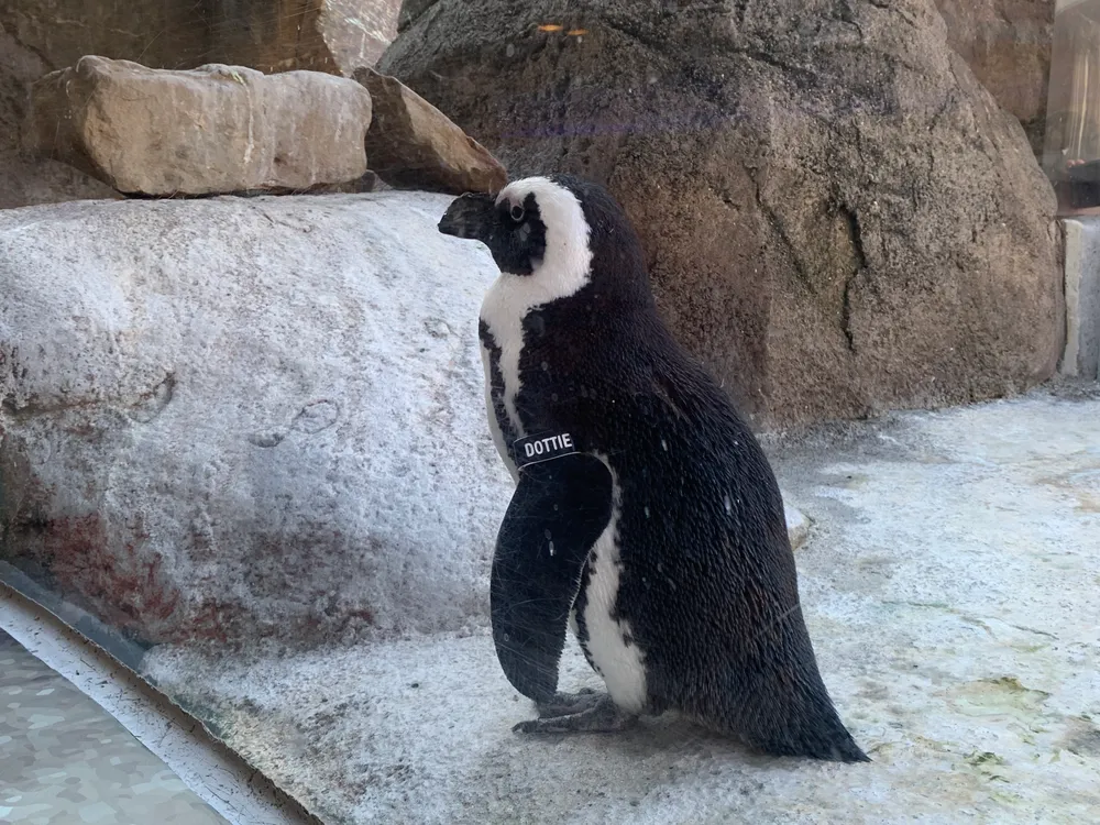 National Aviary 國家鳥園